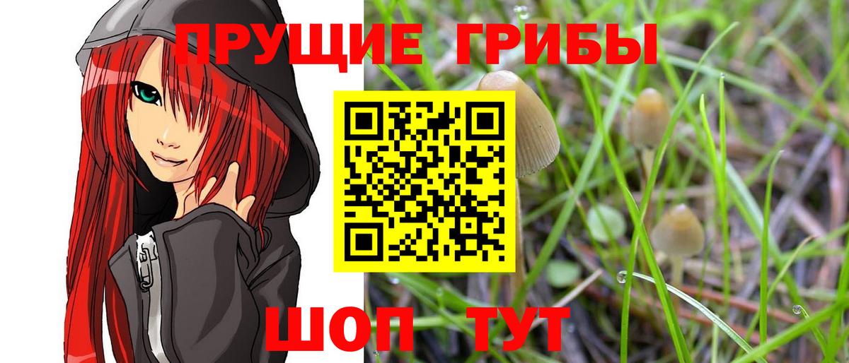 Псилоцибиновые грибы Psilocybe  Галлюциногенные грибы GOLDEN TEACHER  Вход с VPN  Кизилюрт 